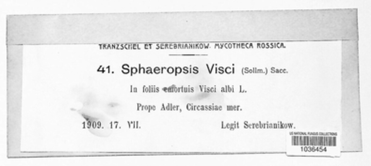 Botryosphaeria visci image